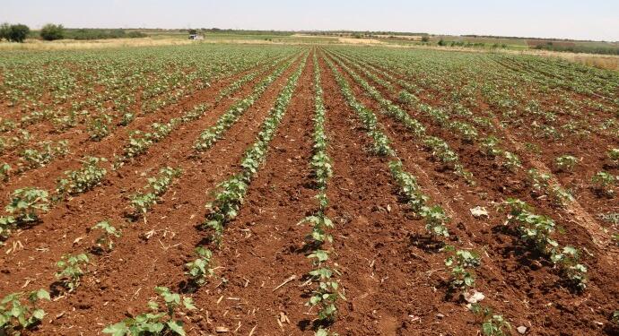 Hewaglı çiftçiler: Birlik olup kooperatif kurmamız şart