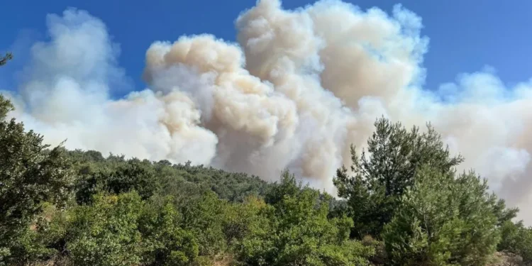 Manisa’da orman yangını