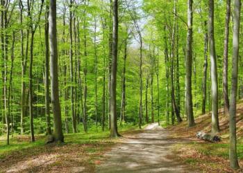 Ormanlara girişler yasaklandı