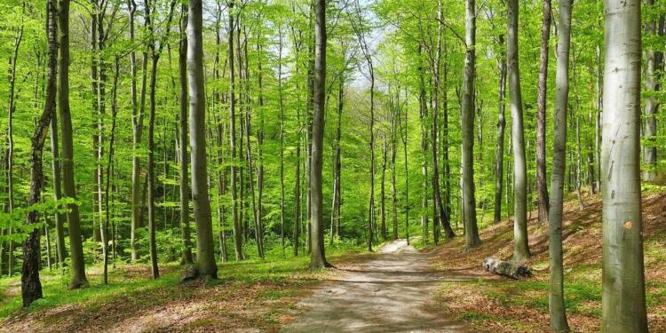 Ormanlara girişler yasaklandı