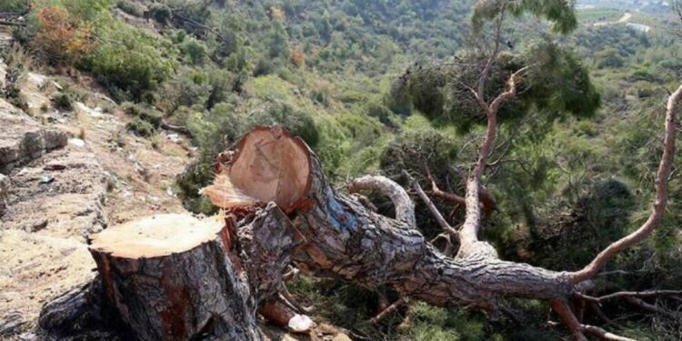Hawêl’de koruculardan ağaç kıyımı