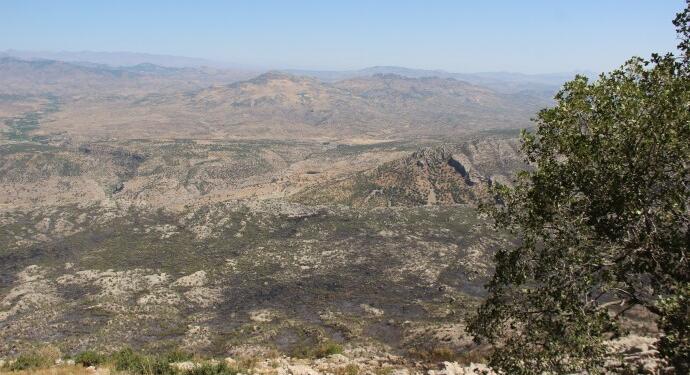 Ekoloji Derneği üyeleri: Kurdistan ormansız kalıyor