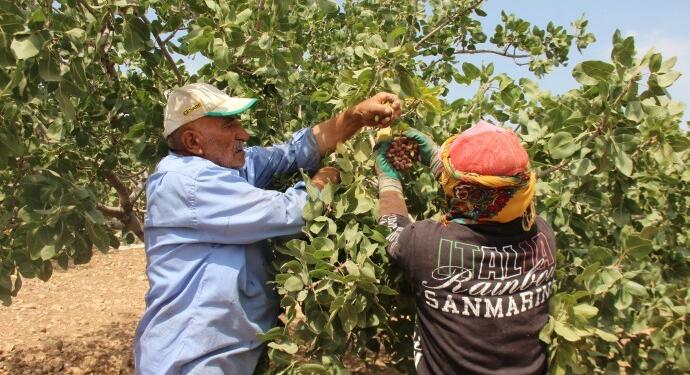 Amedli fıstık üreticilerinden üretime destek talebi
