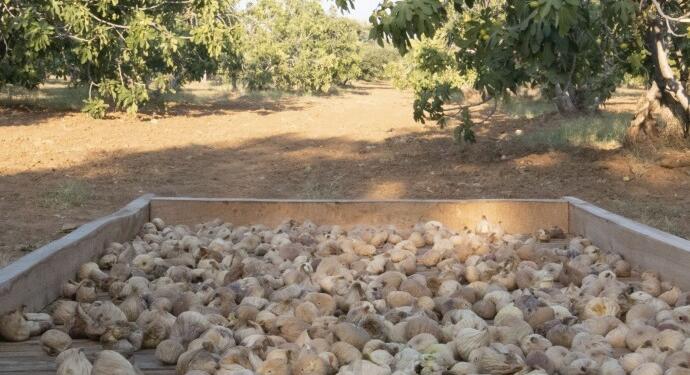 Artan girdi maliyetlerinden dolayı incir üreticileri zararda