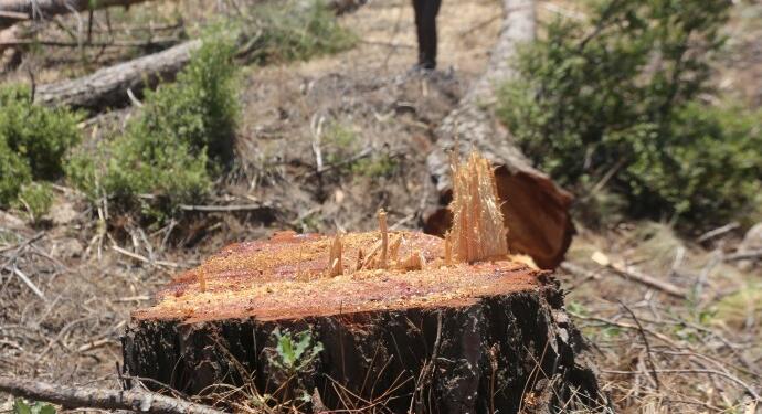 Akbelen için BM’ye başvuru yapıldı