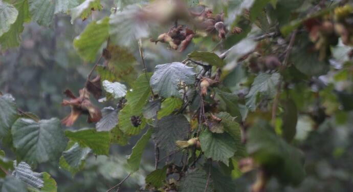 Fındık taban fiyatın altında satılıyor: Artık eylem vakti