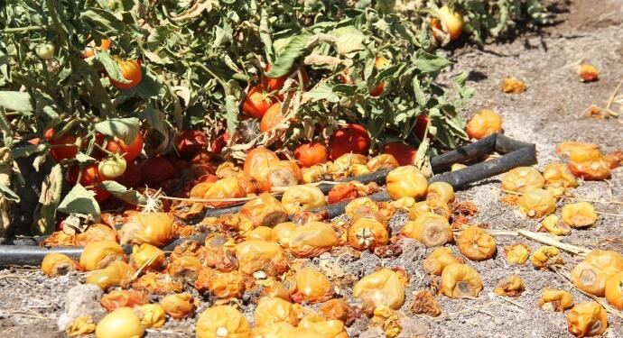 DEDAŞ kesintileri çiftçiyi zor duruma soktu: 4 milyon lira kayıp