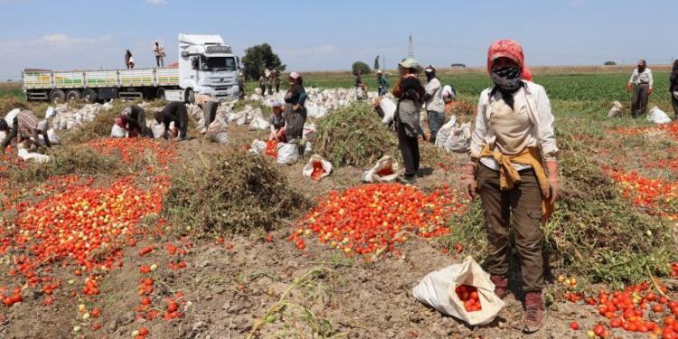 Mevsimlik işçiler: Güvencesiz, tehlikeli, ucuz