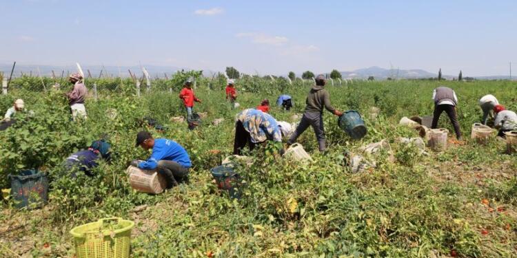 Mevsimlik işçi kadınlar: Sigortasızız, eşit ücret bile alamıyoruz