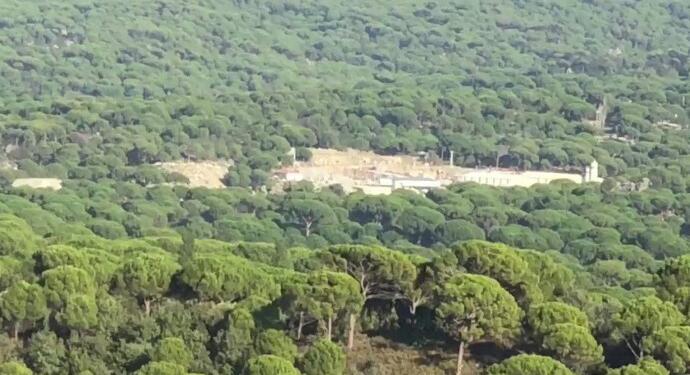 AKP’li belediye asırlık çınarları kesiyor