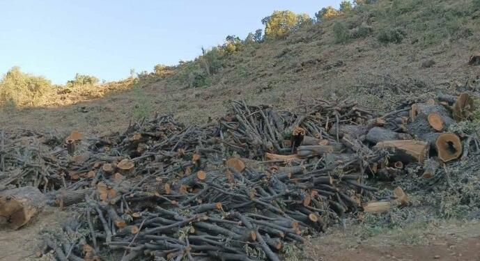Cûdî eteklerinde ağaç katliamı sürüyor: Önce yaktılar şimdi korucular eliyle kesiliyor