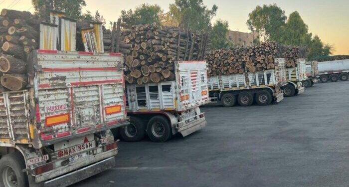 Gabar Dağı’nda talan devam ediyor: Ağaçlarımız kesilmesin
