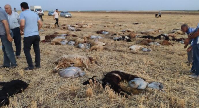 Mêrdîn’de gübreli sudan içen 110 hayvan öldü