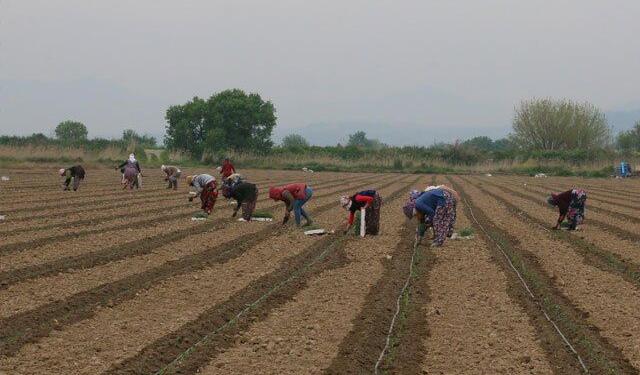 İSİG Meclisi’nden tarım işçileri raporu: 10 yılda bin 803 işçi hayatını kaybetti