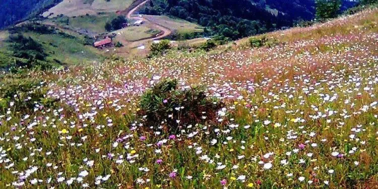 Koza Altın şimdi de Trabzon’da