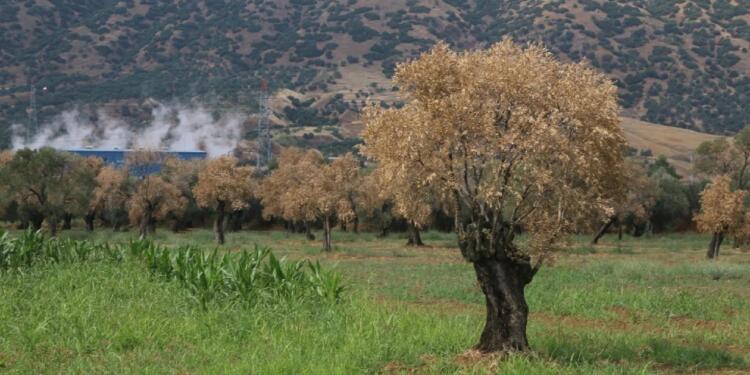 Manisa’da 435 bin dekara JES ruhsatı