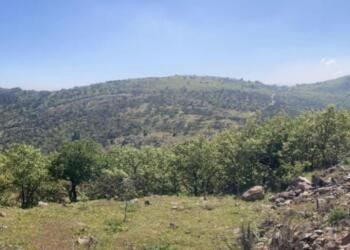 Erdoğan’a destek ilanları veren Erdem Holding’ten ormanlık alana RES projesi