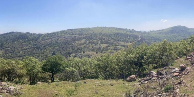 Erdoğan’a destek ilanları veren Erdem Holding’ten ormanlık alana RES projesi