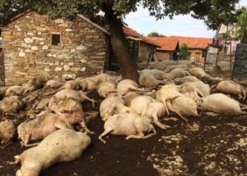 Yıldırım çarpması sonucu 48 hayvan hayatını kaybetti