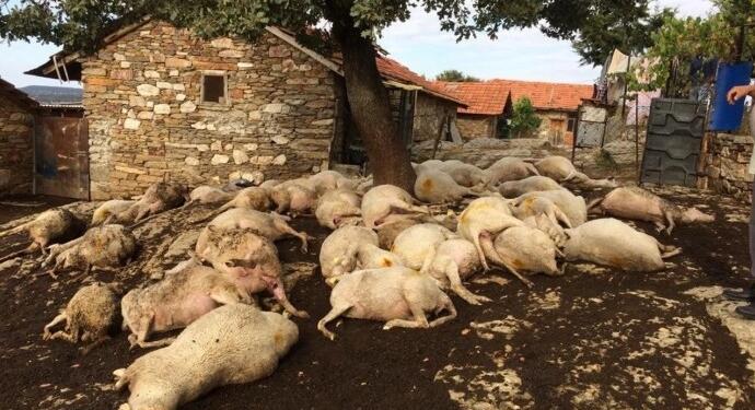 Yıldırım çarpması sonucu 48 hayvan hayatını kaybetti