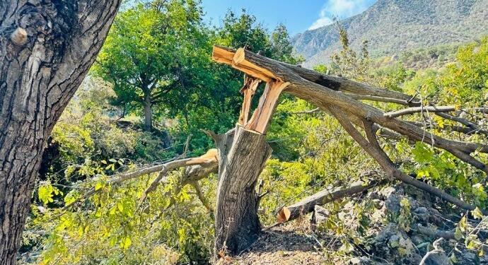 Korucular Kuştiyan’da ağaç kıyımına başladı