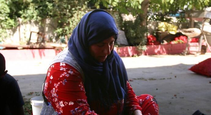 Kadınlar, ayıkladıkları biberlerin kilosu için 2 TL kazanıyorlar