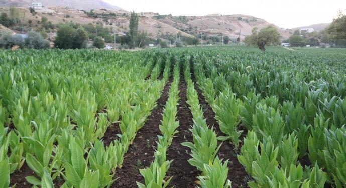 Tütün hasadı fiyatlardaki belirsizlikle başladı