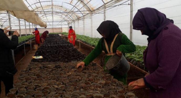 Rojava kadın eliyle yeşeriyor