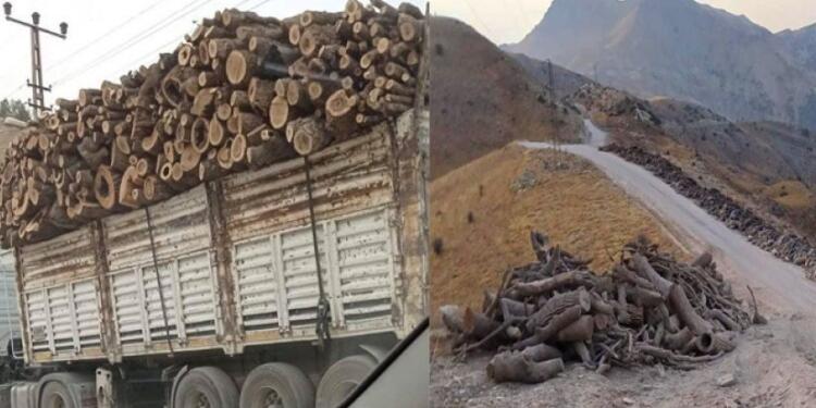 Türkiye, Federe Kurdistan’da ağaç kıyımı yapıyor