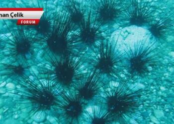 Gidenlerin ardından