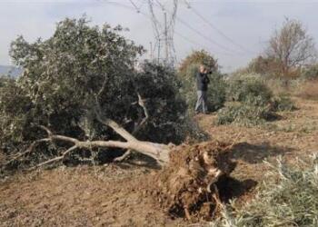 Hatay Dikmece'den sonra, tarım atazileri işgali İskenderun2da sürdürülüyor. TOKİ koutları meyve vermiş olan zeytin ağaçlarının olduğu bahçeler yok ediliyor.