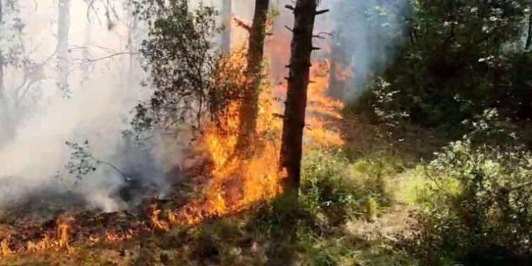 Sultangazi’de orman yangını