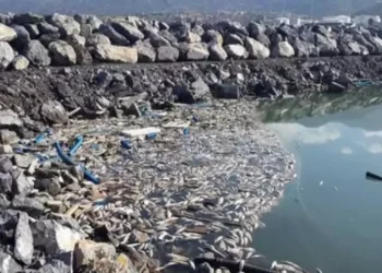 Sanayi atıkları İskenderun Körfezini katliama uğratıp balıklar ve diğer canlı yaşam yok ediyor.