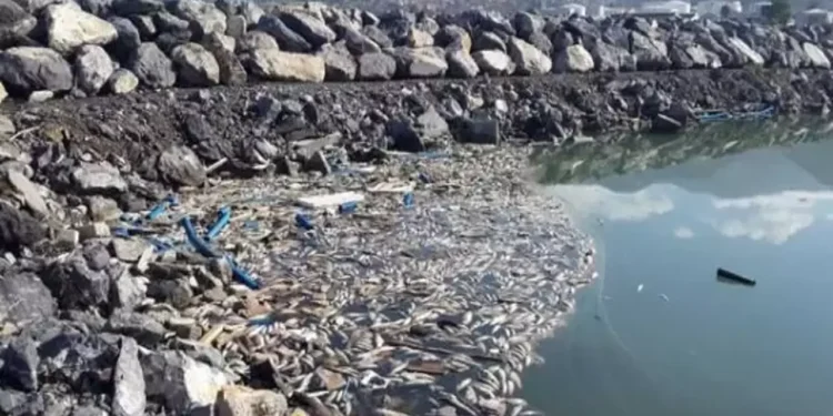 Termik santrallerle balık katliamı