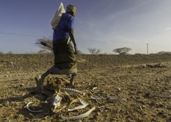 Afrika ve G. Amerika'da kitlesel göçlere neden olan kuraklık büyük bir insani dramları ortaya çıkarırken, bunun sorumlusunun kapitalizm olduğu gerçeği unutuluyor.