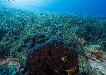 Deniz çayırları, denizlerdeki yaşamı  ve biyoçeşitliliği koruyan ve yaşatan özelliğe sahip. Ancak kirlilik bu çayırları yok oluşa sürüklüyor.