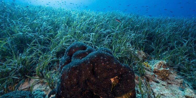 Ege Denizi ekosistemi bozuluyor