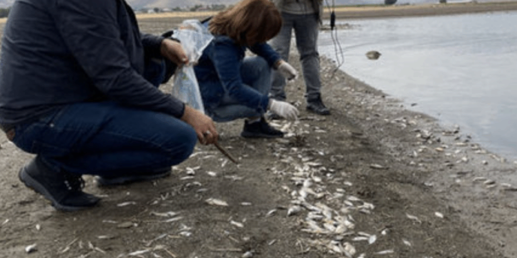 Keban’da binlerce balık neden öldü?