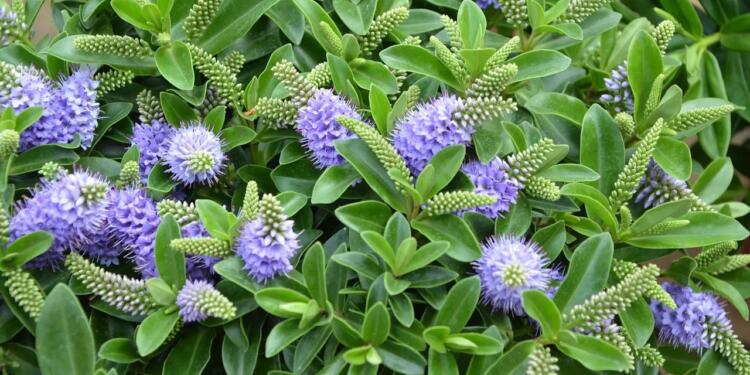 Çiçekli bitkilerin yarısı tehdit altında