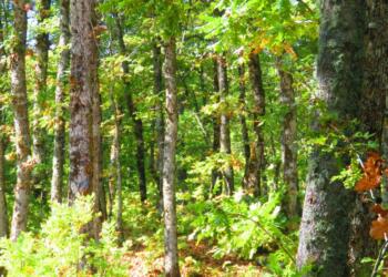 Sağlık memuru ormanlık alanda ölü bulundu