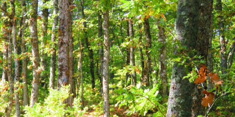 Sağlık memuru ormanlık alanda ölü bulundu