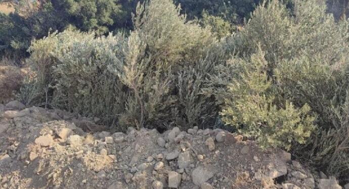 Karaburun’da RES için ağaçlar söküldü