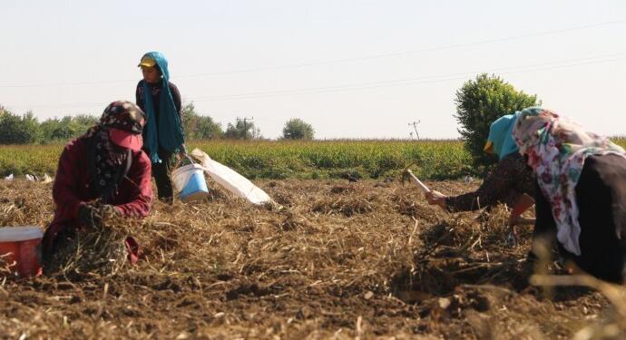 Cûdî Dağı eteklerinde fıstık hasadı: Neden emeğimiz bu kadar ucuz?