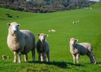 Colemêrg’de yıldırım düşmesi sonucu 62 koyun öldü