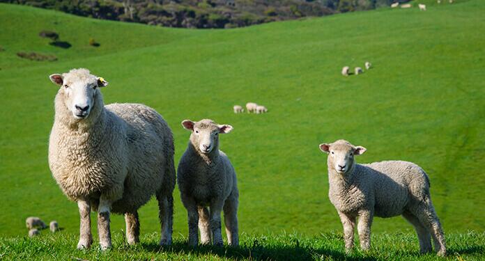 Colemêrg’de yıldırım düşmesi sonucu 62 koyun öldü