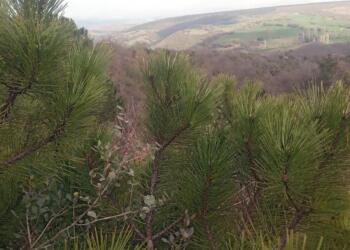 Fıstık çamlarıyla dolu Sarılanan ve 10 köyü içeren coğrafya yerle bir edilerek yok oluşa taşınmak isteniyor.