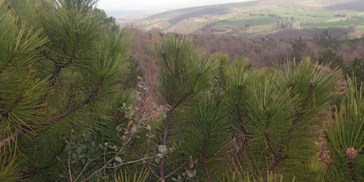 Sarıalan altın madeni atık alanı onaylandı