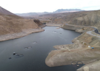 Wan Gölü'nde İnci kefalleri üremek amacıyla akarsulara ulaşamaz hale getirilirken, gölde kafes balıkçlığı yapılarak gölün ekosşistemi katlediliyor.