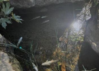 Zehirlenerek öldükleri belirtilen yüzlerce balığın, ölüm nedeni olarak galvaniz kaplama tesisi gösteriliyor.