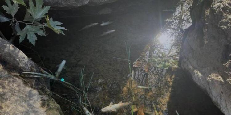 Kocabaş Çayı’nda kitlesel balık ölümü